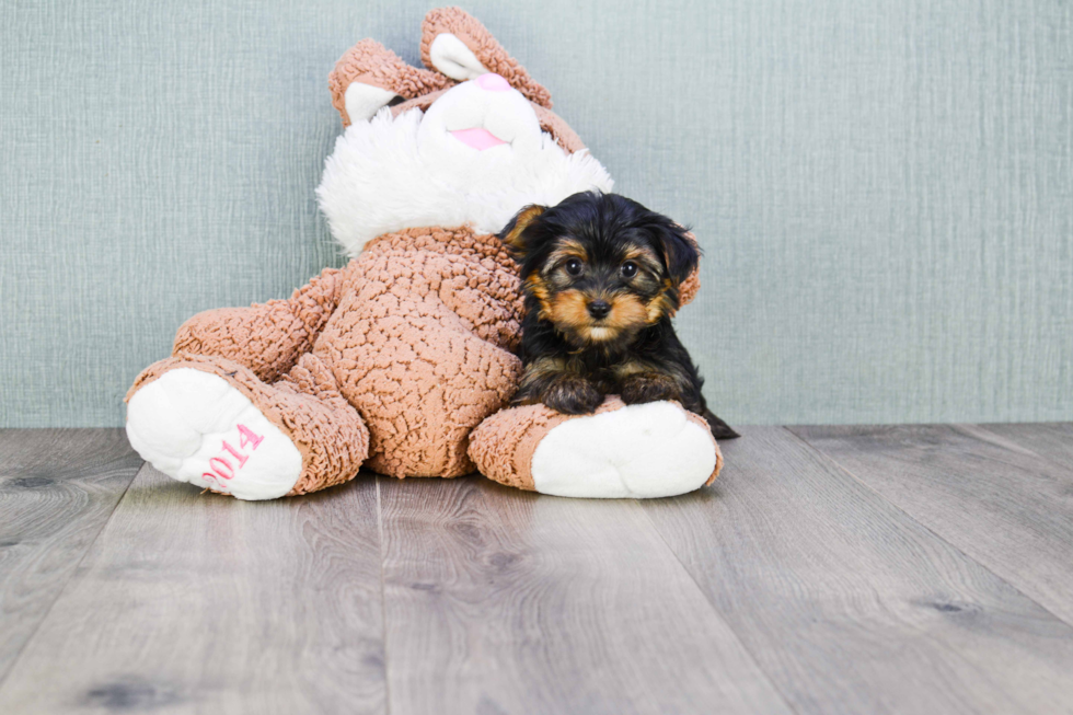 Meet Jeremy - our Yorkshire Terrier Puppy Photo 