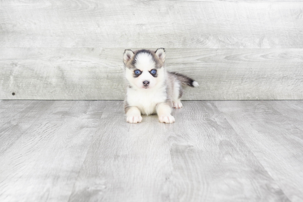 Pomsky Puppy for Adoption