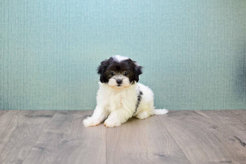 Teddy Bear Pup Being Cute