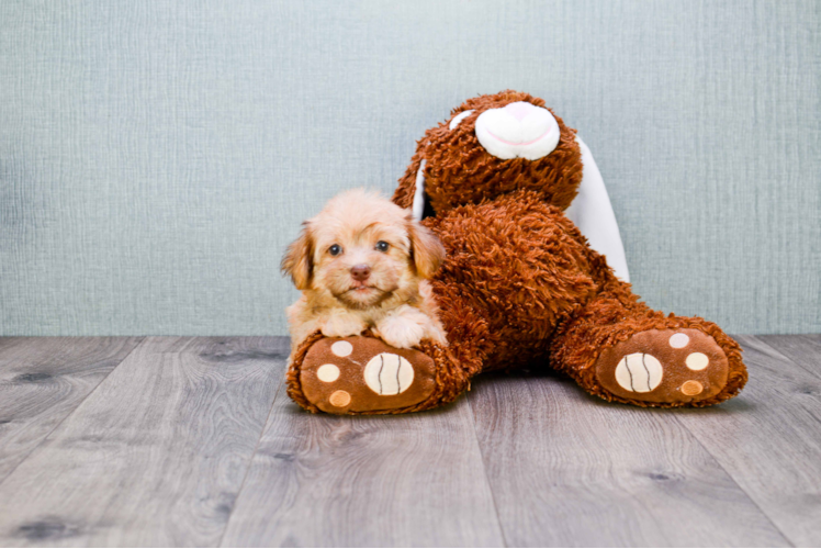 Morkie Pup Being Cute