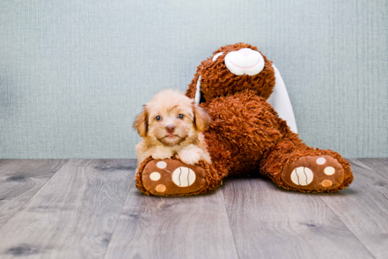 Morkie Pup Being Cute
