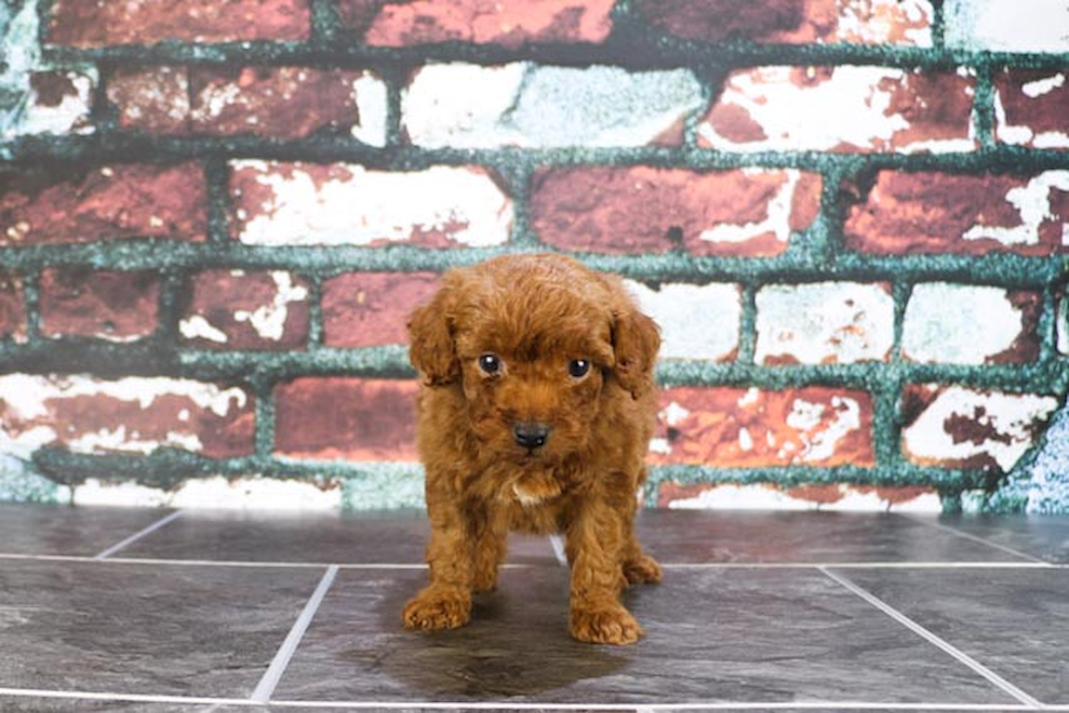 Popular Mini Goldendoodle Poodle Mix Pup