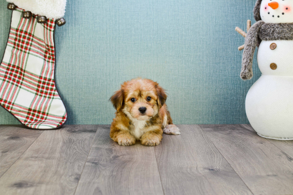 Smart Morkie Designer Pup