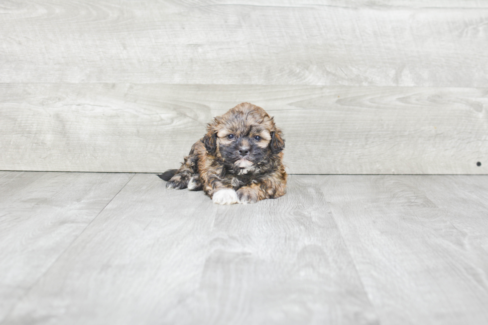 Best Teddy Bear Baby