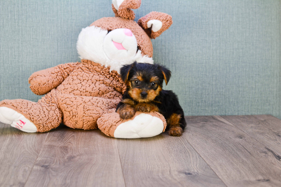 Meet Bella - our Yorkshire Terrier Puppy Photo 