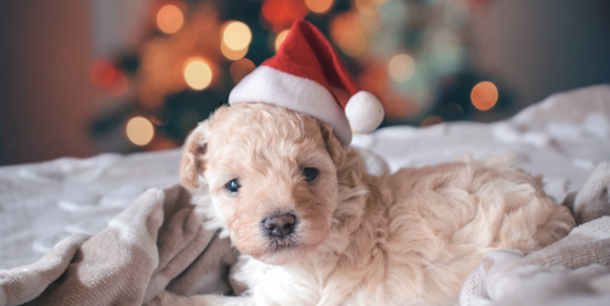 Christmas Gift Ideas for Your Dog
