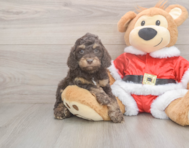 6 week old Cockapoo Puppy For Sale - Premier Pups