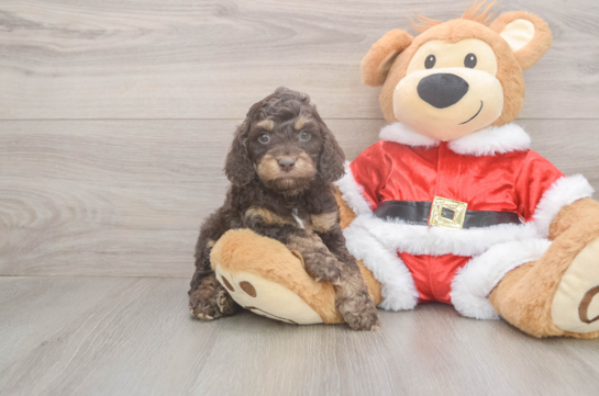 Popular Cockapoo Poodle Mix Pup