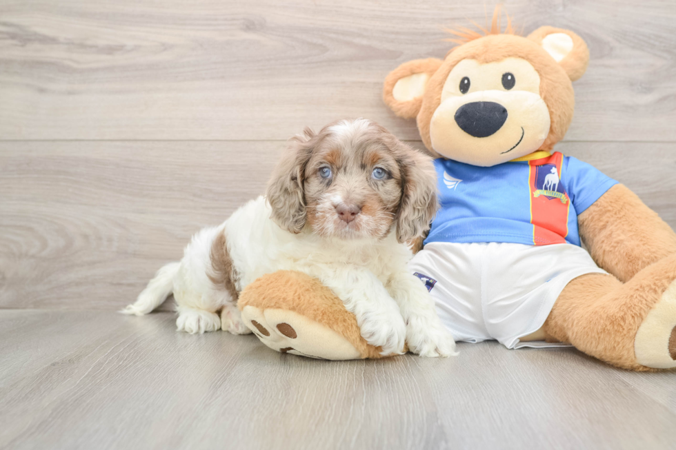 Sweet Cockapoo Baby
