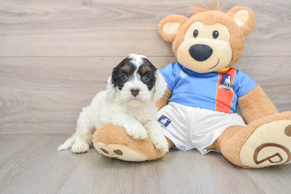Cute Cockapoo Baby