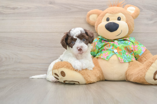 ADIDAS, a Cockapoo littermate