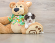 5 week old Cockapoo Puppy For Sale - Premier Pups