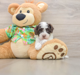 7 week old Cockapoo Puppy For Sale - Premier Pups