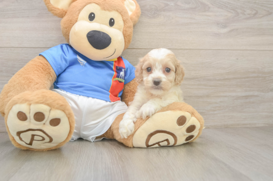 Friendly Cockapoo Baby