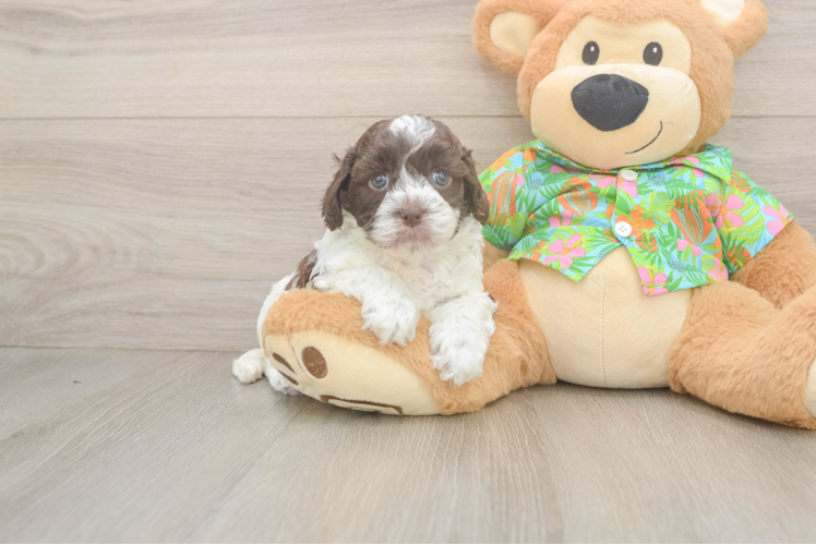 Smart Cockapoo Poodle Mix Pup