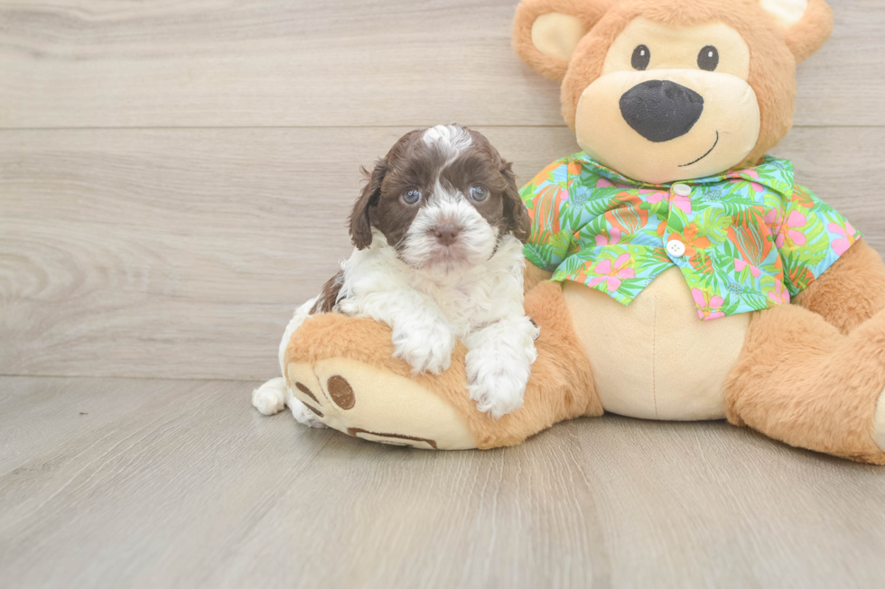 Smart Cockapoo Poodle Mix Pup