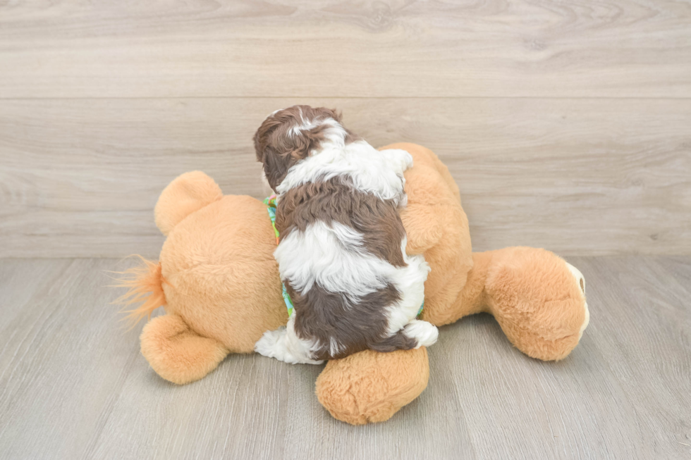 Cockapoo Pup Being Cute