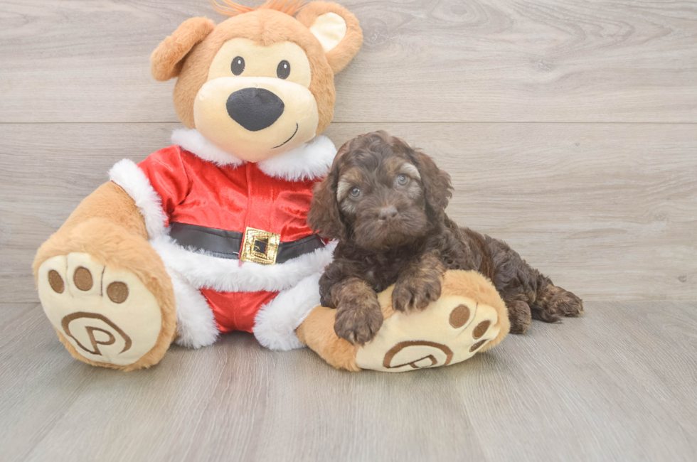 6 week old Cockapoo Puppy For Sale - Premier Pups