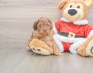 6 week old Cockapoo Puppy For Sale - Premier Pups