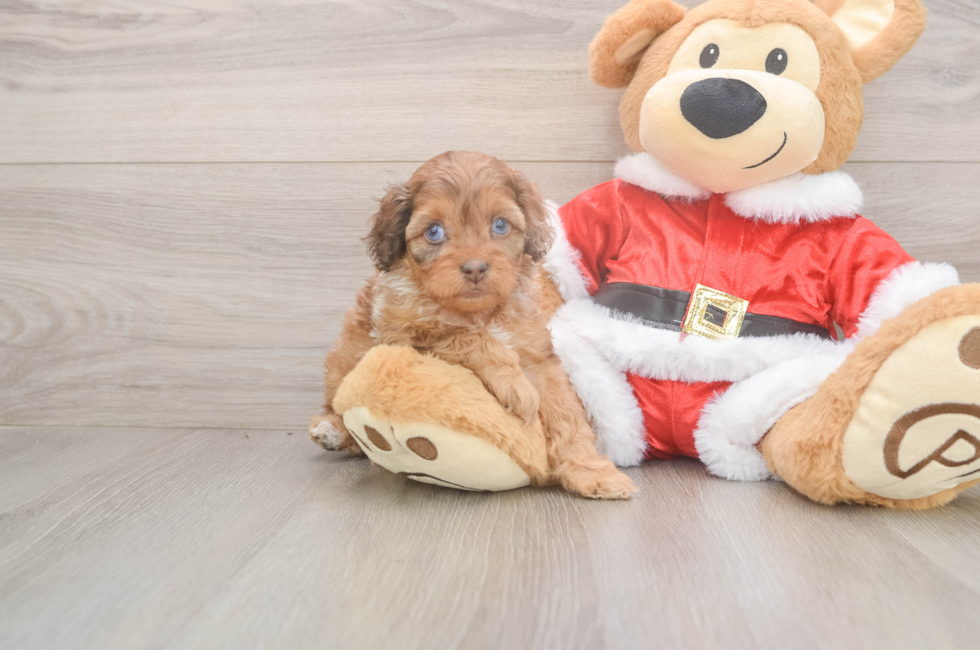 6 week old Cockapoo Puppy For Sale - Premier Pups