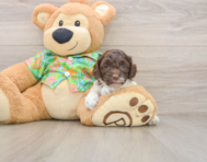 8 week old Cockapoo Puppy For Sale - Premier Pups