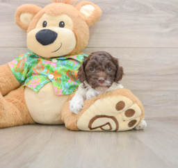 7 week old Cockapoo Puppy For Sale - Premier Pups