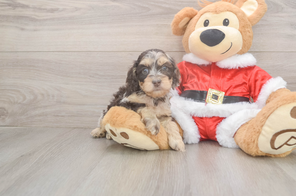 6 week old Cockapoo Puppy For Sale - Premier Pups