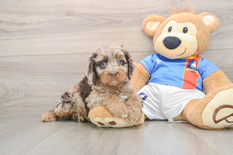 Fluffy Cockapoo Poodle Mix Pup