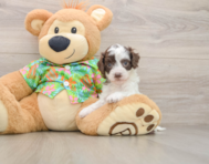 8 week old Cockapoo Puppy For Sale - Premier Pups