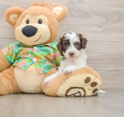 7 week old Cockapoo Puppy For Sale - Premier Pups