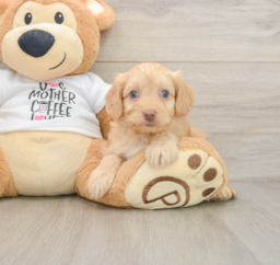 9 week old Cockapoo Puppy For Sale - Premier Pups