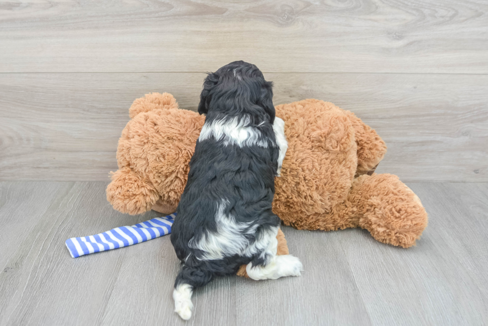 Friendly Cockapoo Baby