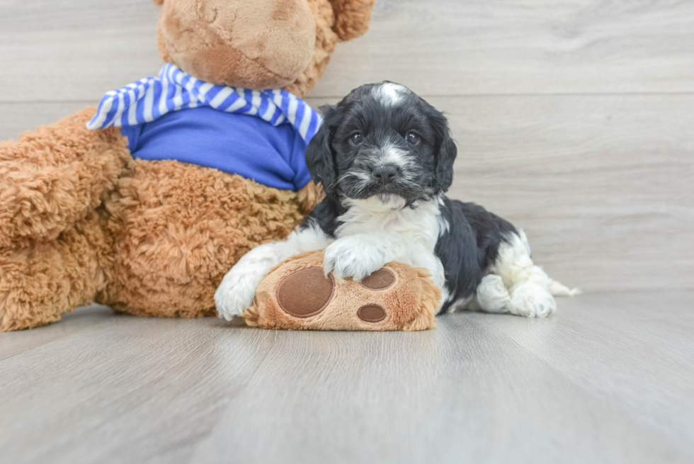 Funny Cockapoo Poodle Mix Pup