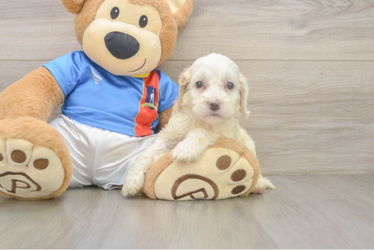 Small Cockapoo Baby