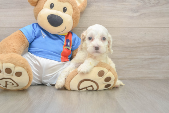 Small Cockapoo Baby