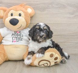 8 week old Cockapoo Puppy For Sale - Premier Pups
