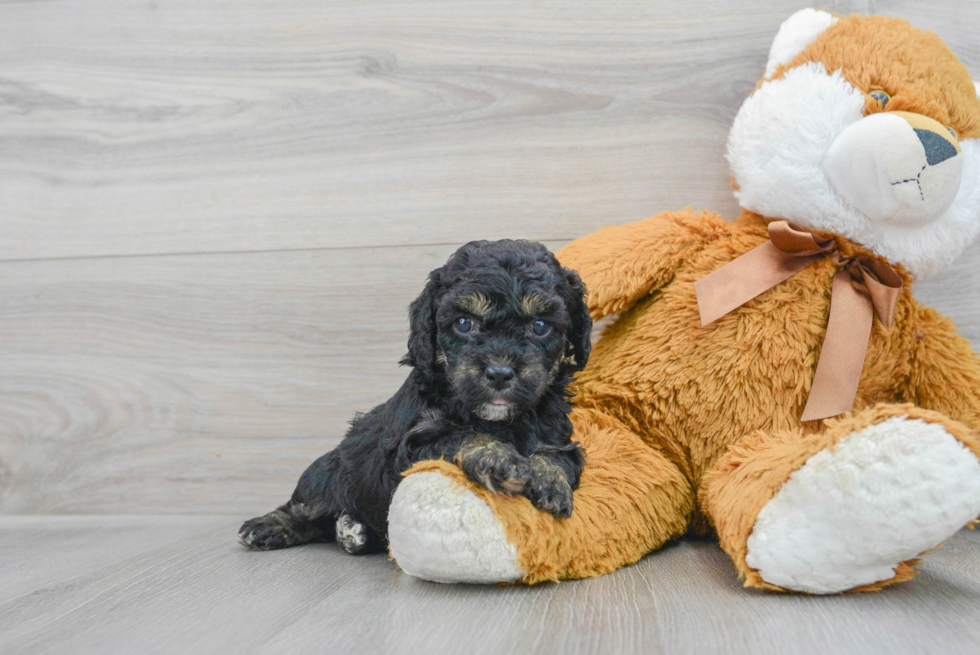 Cockapoo Pup Being Cute