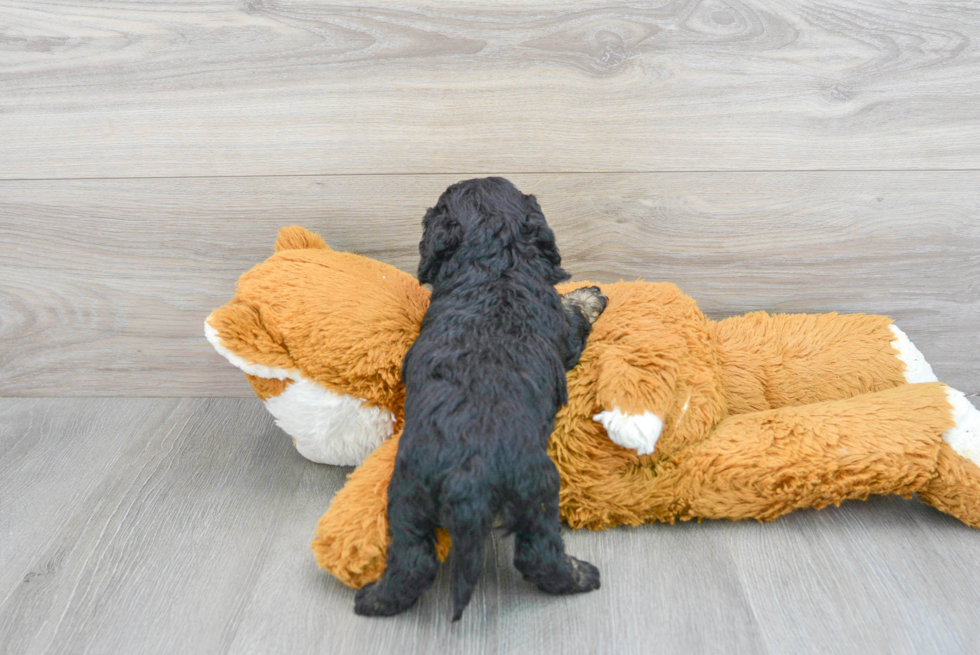 Cockapoo Puppy for Adoption