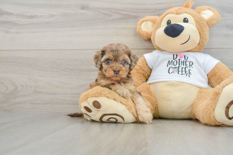 Playful Cocker Doodle Poodle Mix Puppy