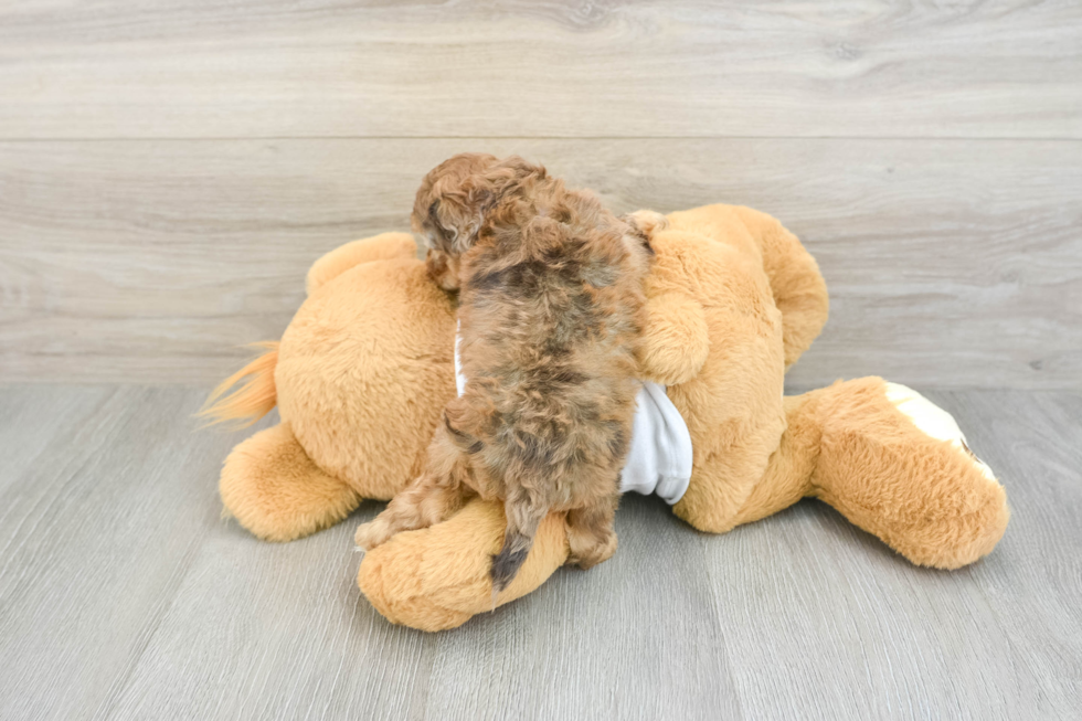 Small Cockapoo Baby
