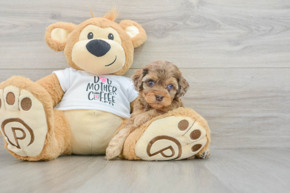 Cockapoo Pup Being Cute