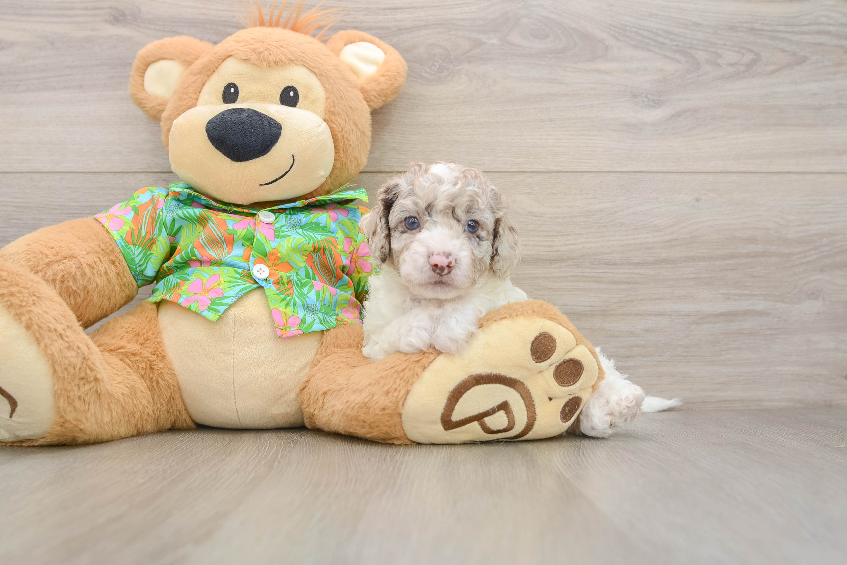 Friendly Cockapoo Baby