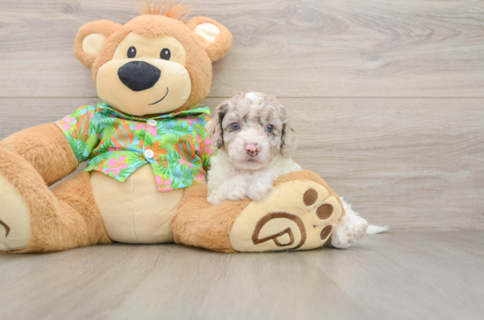 AQUARIUS, a Cockapoo littermate