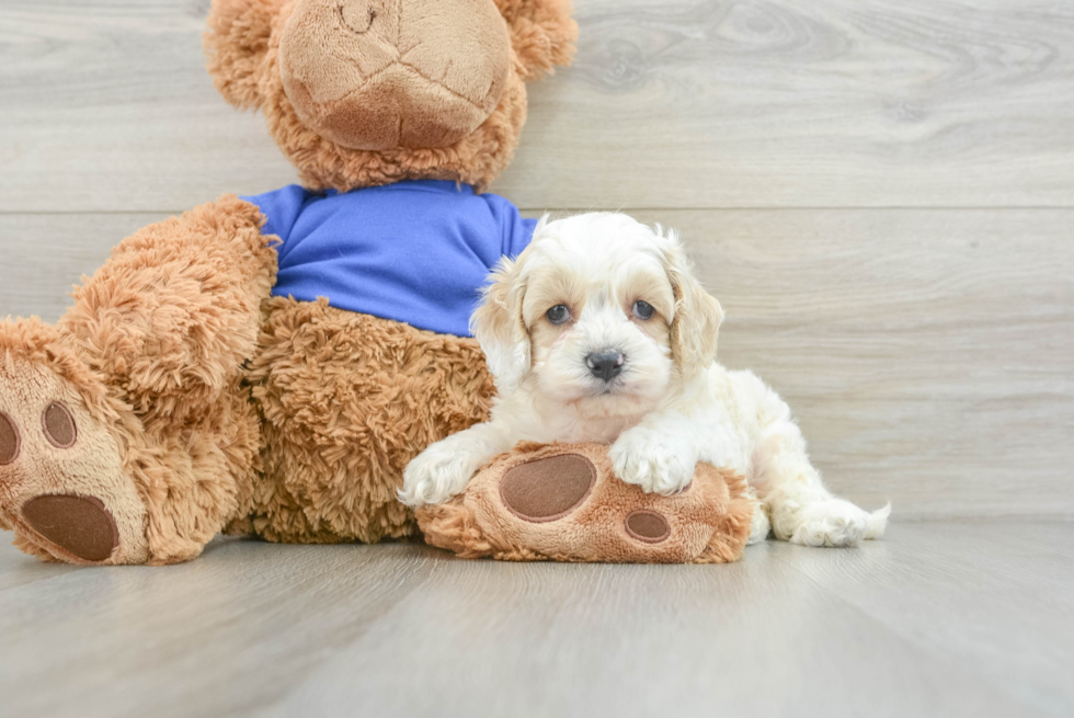 Adorable Cocker Doodle Poodle Mix Puppy