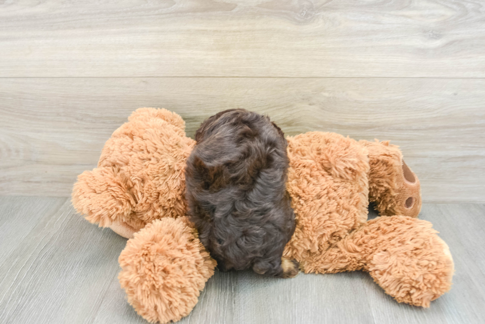 Playful Cocker Doodle Poodle Mix Puppy