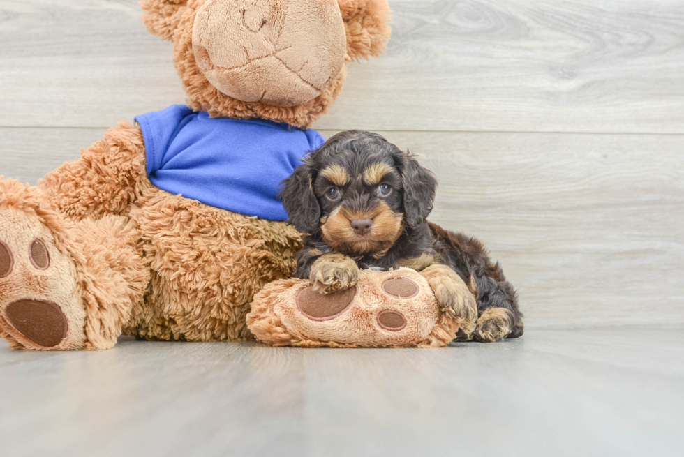 Friendly Cockapoo Baby