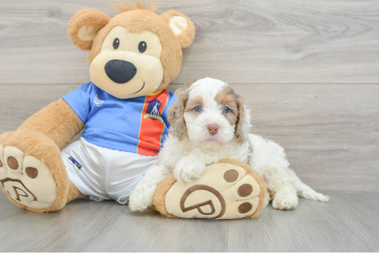 Cockapoo Puppy for Adoption