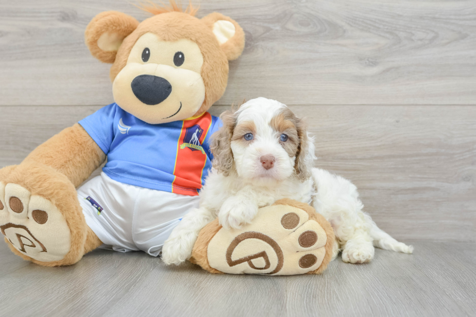 Cockapoo Puppy for Adoption