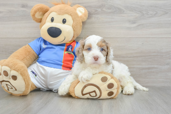 Cockapoo Puppy for Adoption