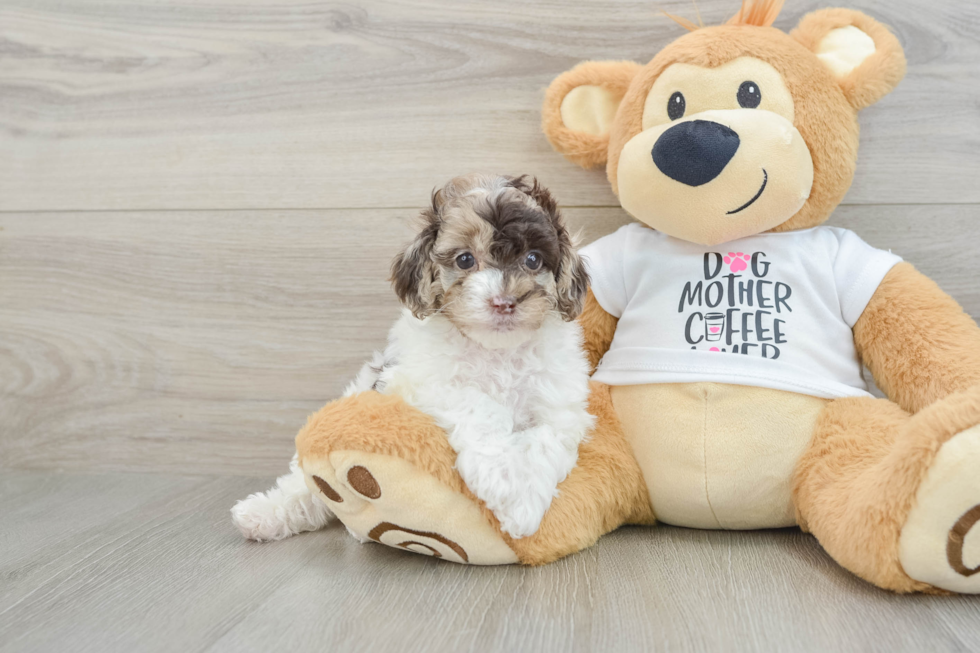 Cockapoo Pup Being Cute